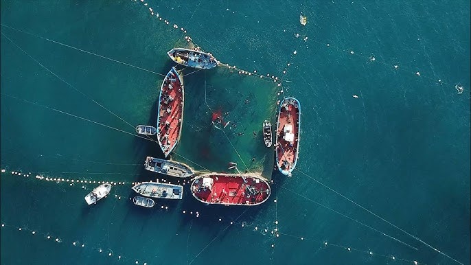 The Captain short video cover. Some ships viewed from above